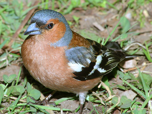 ציפורים של אזור לנינגרד: תמונות ושמות