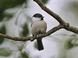 מיני ציפורים שנמצאו באזור לנינגרד מה אוכלות ציפורים?