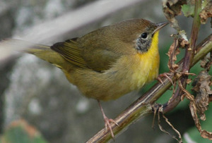 ציפור ירוקה