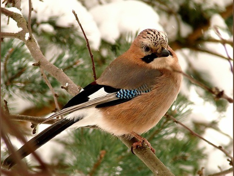 ציפורים החיות באזור לנינגרד מיני ציפורים