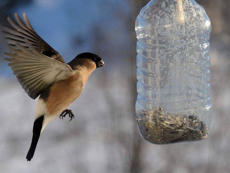 ציפורים החיות באזור לנינגרד מאפייני ציפורים באזור לנינגרד