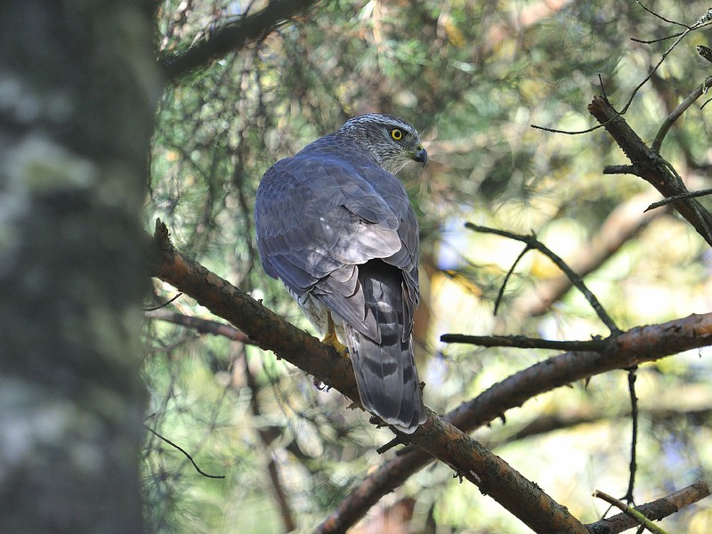 סוגי ציפורים תיאור הציפורים