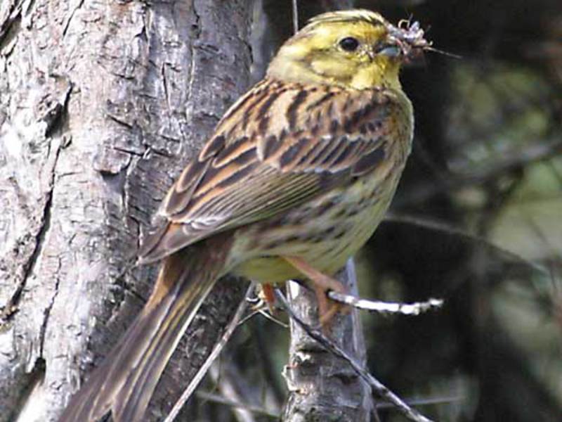 אילו ציפורים חיות באזור לנינגרד? ציפורי אזור לנינגרד