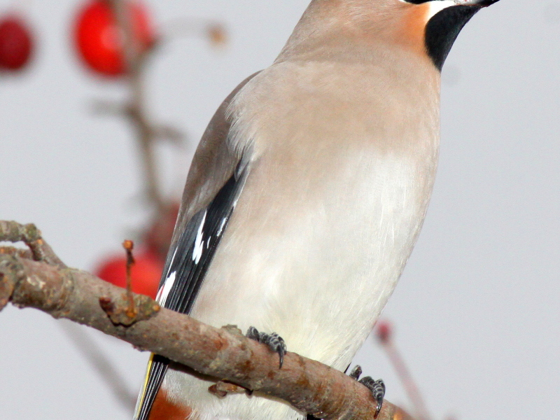 ציפור שעווה מיני ציפורים שנמצאו באזור לנינגרד