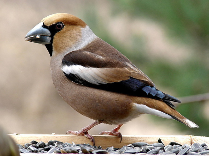 ציפורי אזור לנינגרד סוגי ציפורים