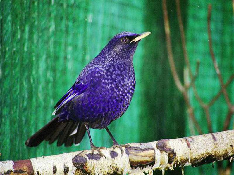 אילו ציפורים חיות באזור לנינגרד? ציפורים החיות באזור לנינגרד