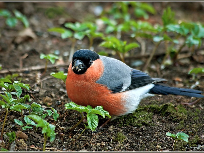 תיאור ציפורים החיות באזור לנינגרד שמות ציפורים של אזור לנינגרד