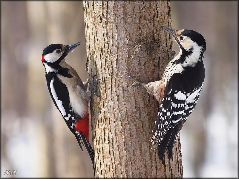 ציפורי אזור לנינגרד סוגי ציפורים