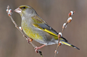 ציפורי יער של אורל