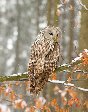 מאפייני ציפורים מהרי אורל