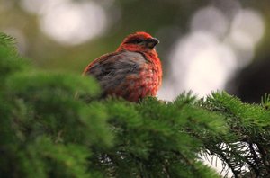 תושבי יערות אורל
