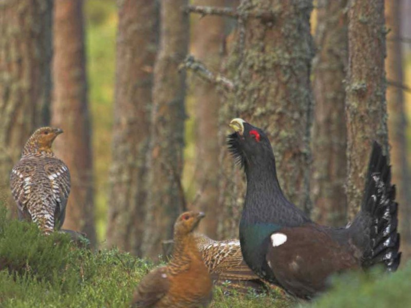 ציפורים החיות באורל