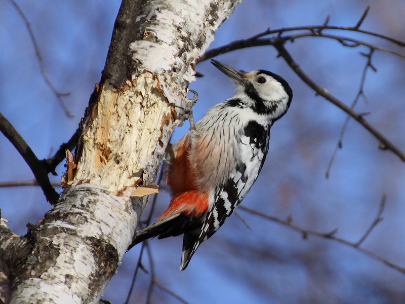 תיאור הציפורים