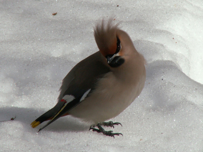 ציפורי יער של אורל