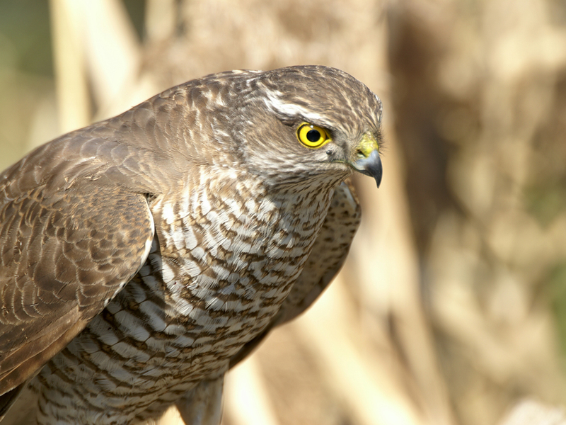 תושבי אריות אורל