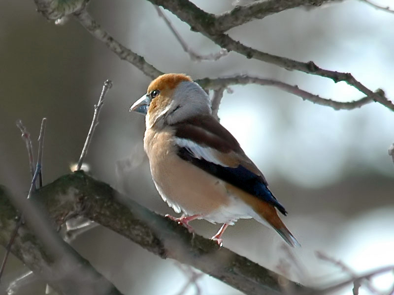 מיני ציפורים של הרי אורל