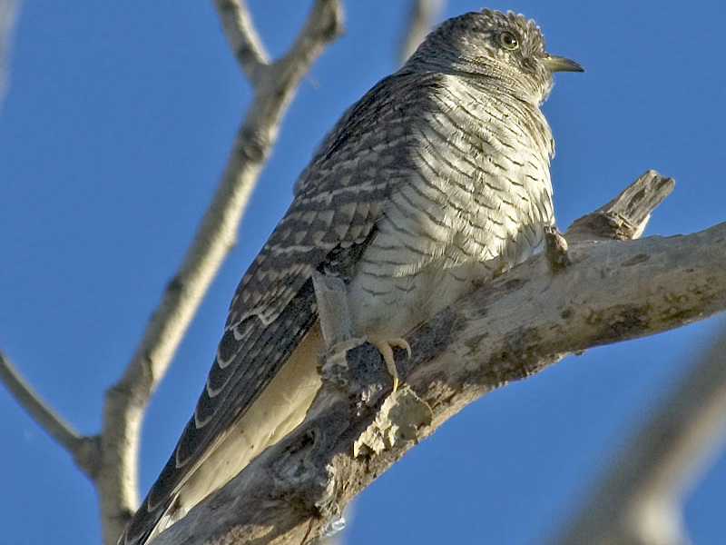 ציפורי יער של אורל