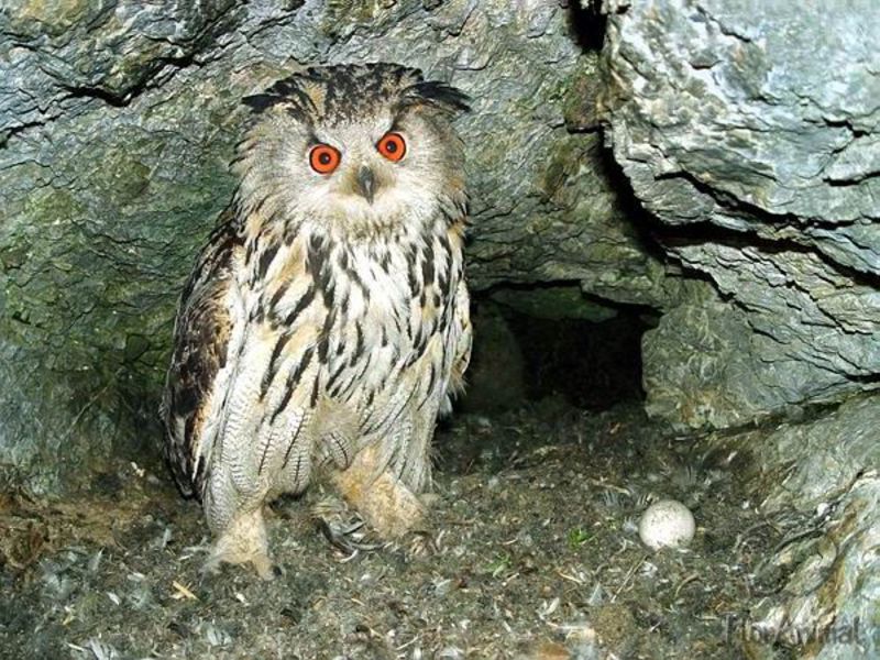 אילו ציפורים חיות בהרי אורל?