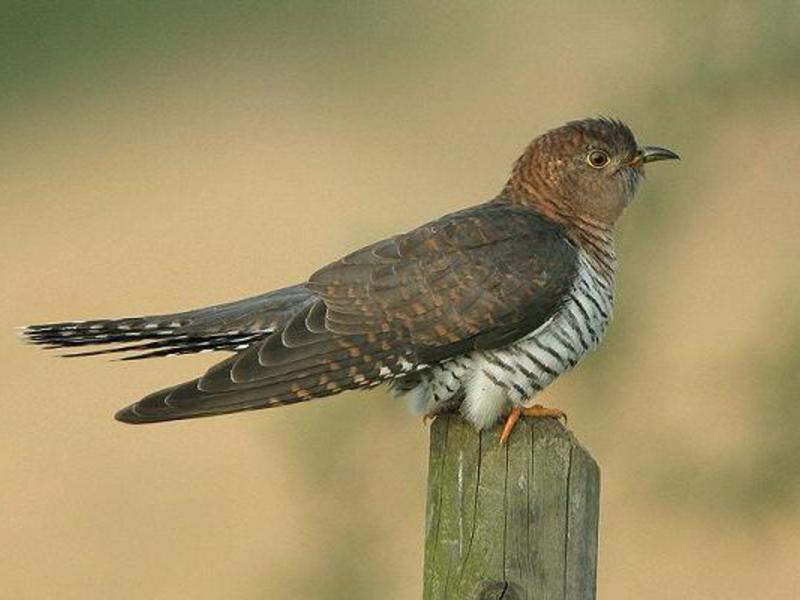 שמות של ציפורים החיות באורל