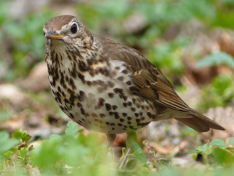 ציפורי יער של אורל
