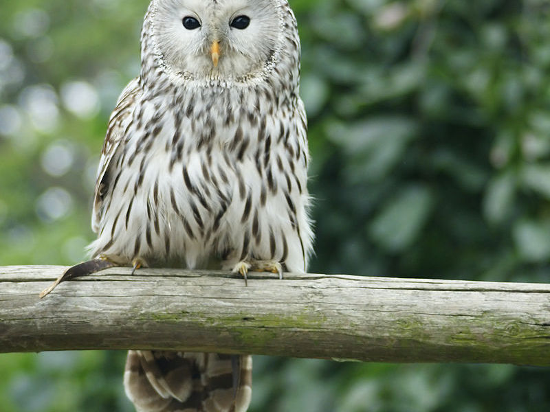 ציפורי אורל