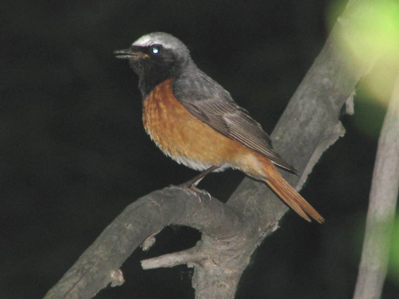 מה אוכלות ציפורים בהרי אורל?