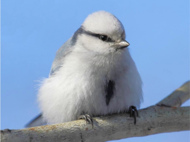 אילו ציפורים חיות בהרי אורל?