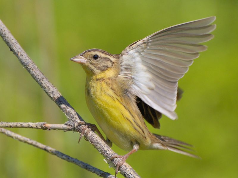 ציפורי אורל בחורף