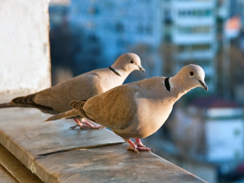 ציפורי יער של אורל