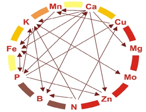 חוסר בזרחן ובמיקרו-אלמנטים אחרים מוביל למחלות.