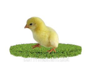 הרכב מזון מורכב ממה מורכב מזון מורכב?