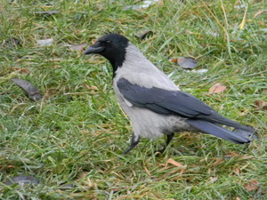 עורב אפור - מראה חיצוני