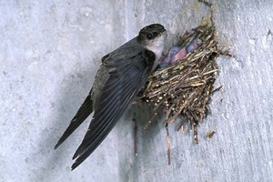 הסיץ השחור - היכן הוא מקנן