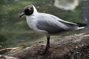 שחף שחור ראש - בית גידול