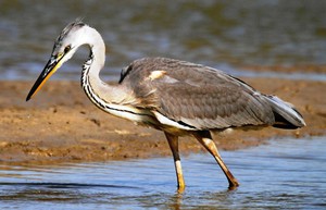 אנפה אפורה - מראה חיצוני