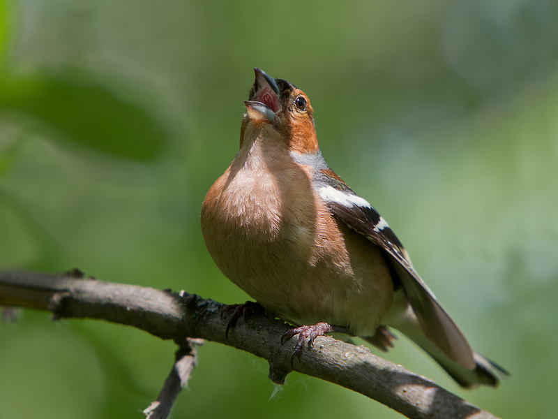איך נראית ציפור זאבה?