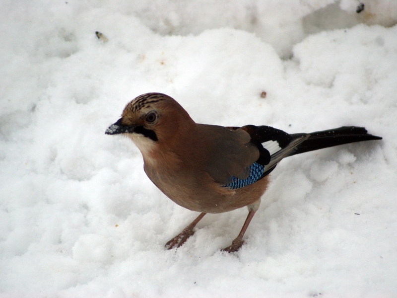 העורבני חי ביערות ליד מוסקבה כל השנה.