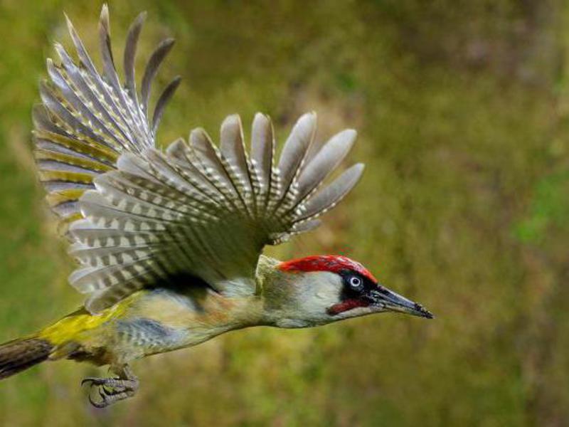 תמונה של נקר בתעופה, איך הציפור נראית?