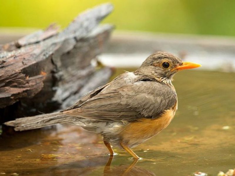 שחרור ביער – תמונות של ציפורים באזור מוסקבה