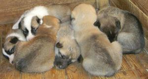 גורים למכירה למכירה גורי האסקי Zapadnosibirskaja