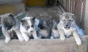 האם ניתן להשיג גורי האסקי ללא ניסיון? לייקאס סיבירי מערבי