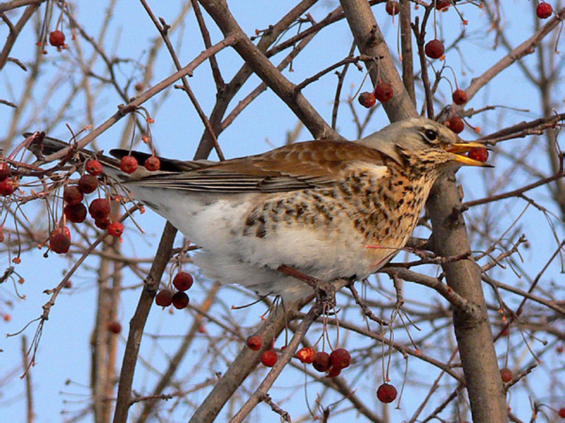ציפור קיכלי