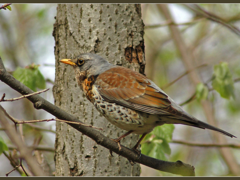 הקיכלי ניזון מזה