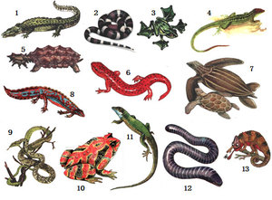 מי הם זוחלים?