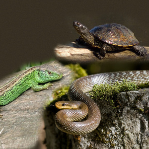 מאפיינים כלליים של זוחלים זוחלים ודברים זוחלים