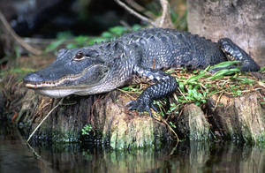 רשימת זוחלים מחלקת זוחלים