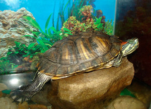 איך לטפל בצב