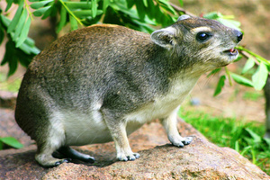 רשימת אוכלי עשב