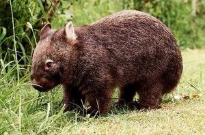 אילו בעלי חיים הם אוכלי עשב?