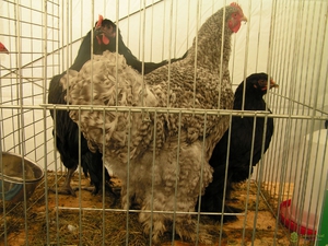 גזע של תרנגולות